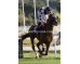  Carrera: P.revista Corta Cabeza Monta: R.Sousa Caballo: Spanish Ruler